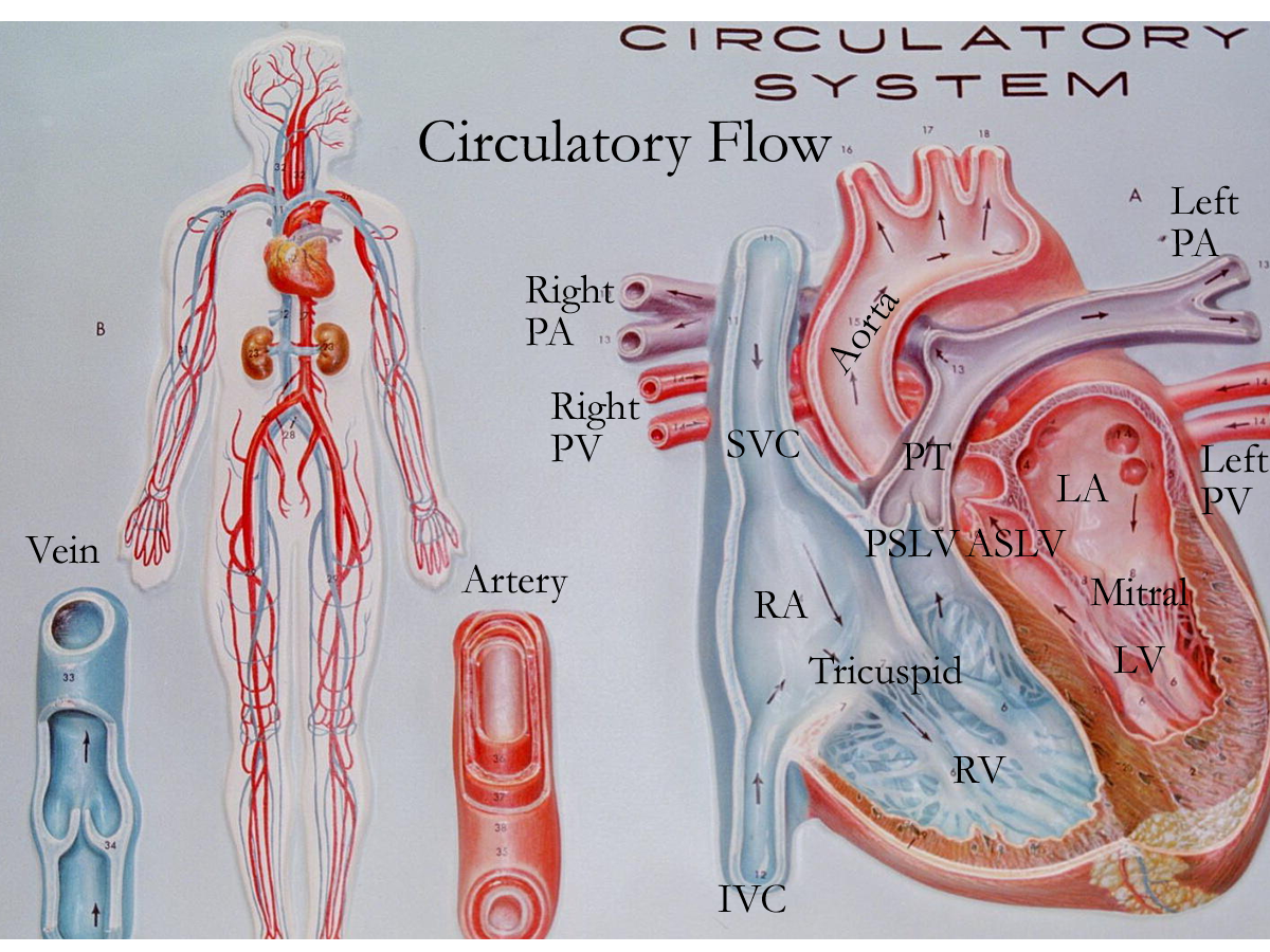 Human Blood Vessels Model